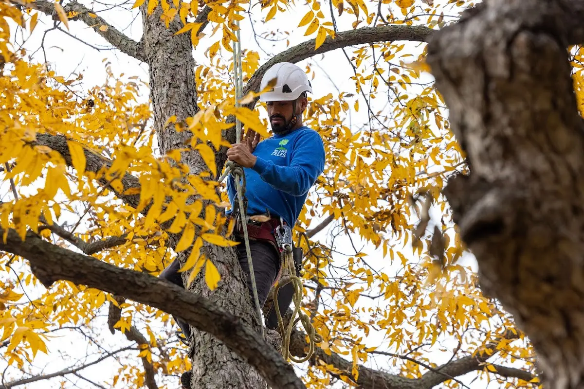 Skilled Emergency Tree Service crew working in Rogers